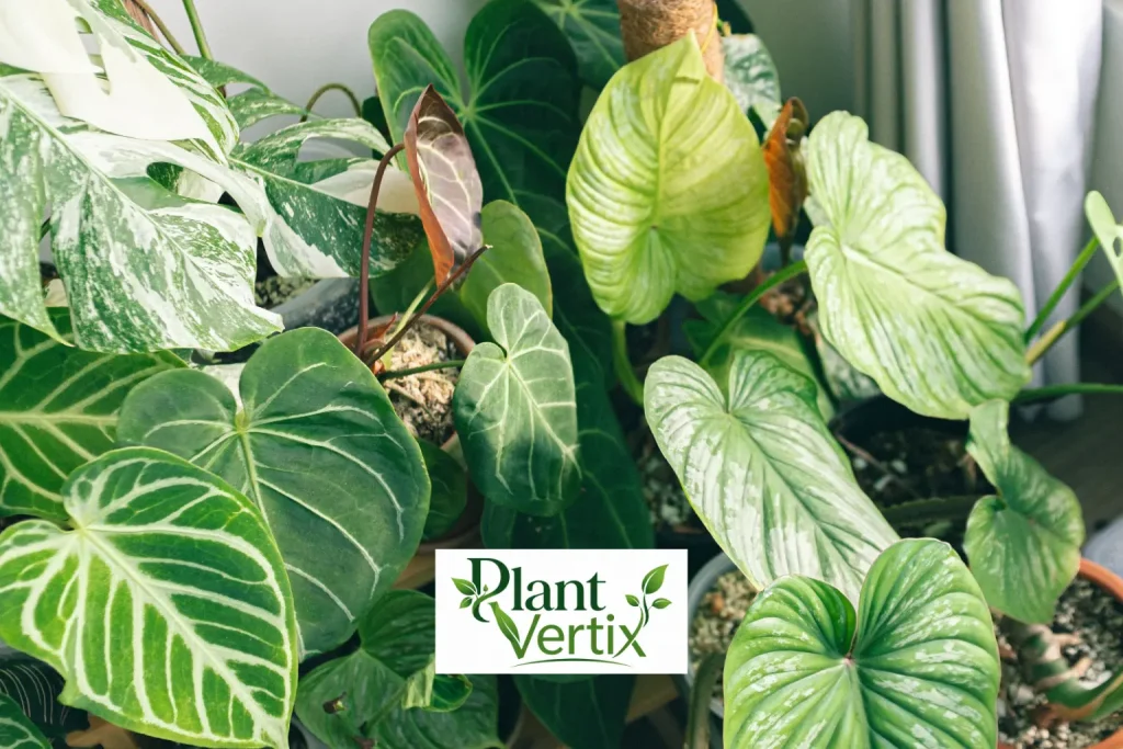 Bottom-Tier and Floor-Supported Plants
